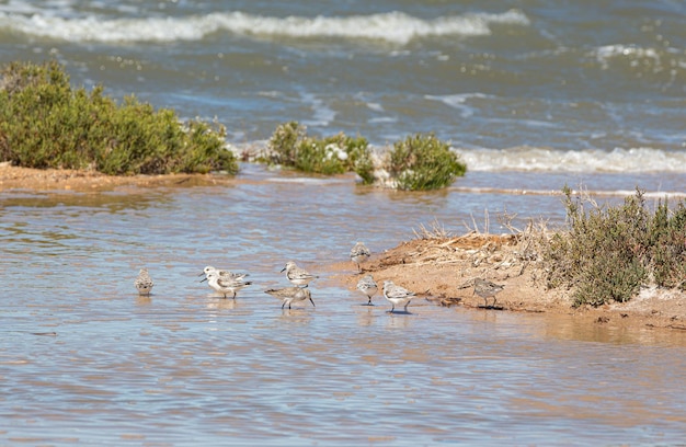 Filhotes de gaivota comendo e brincando nas salinas da província de Torrevieja Alicante Comunidade Valenciana Espanha