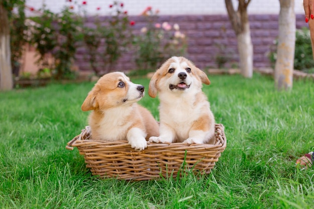 Filhotes de galês corgi em uma cesta na grama