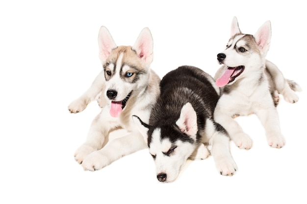 Filhotes de Husky Siberiano. Três filhotes carismáticos em um fundo branco. Isolado