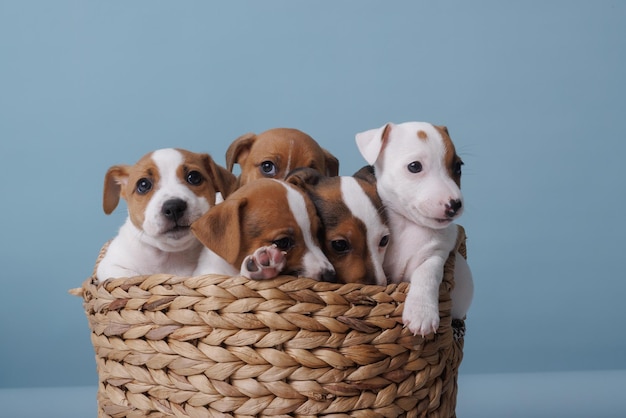 Filhotes de Jack russell terrier em uma cesta em um fundo azul limpo