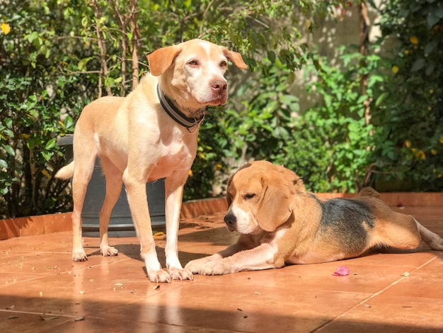 Filhotes de labrador e beagle no jardim verde ensolarado Cães brincando no quintal