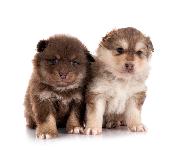 Filhotes de Lapphunds finlandeses em estúdio