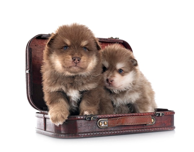 Filhotes de lapphunds finlandeses na frente do fundo branco