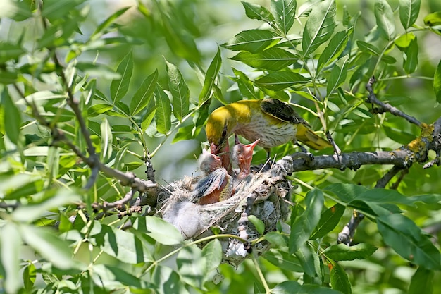 Filhotes de papoula no ninho. filmado em close-up de perto. orioles dourados do futuro legais e fofos