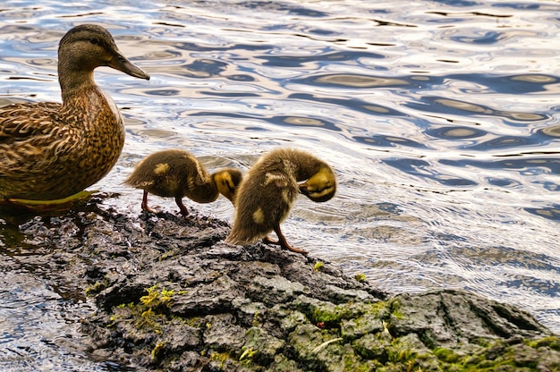 Filhotes de patos em um tronco no rio Pequenos pássaros aquáticos com penas fofas Animal