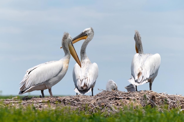 Filhotes de pelicano dálmata ou pelecanus crispus