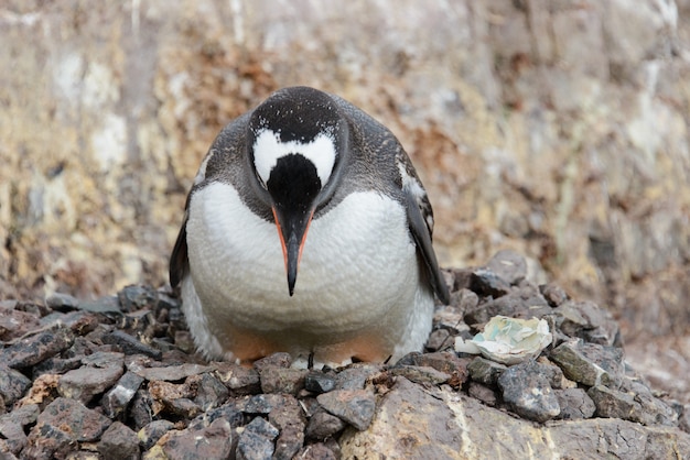 Filhotes de pingüim Gentoo no ninho