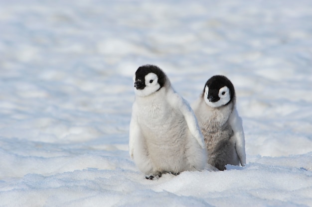Filhotes de pinguim-imperador na antártica