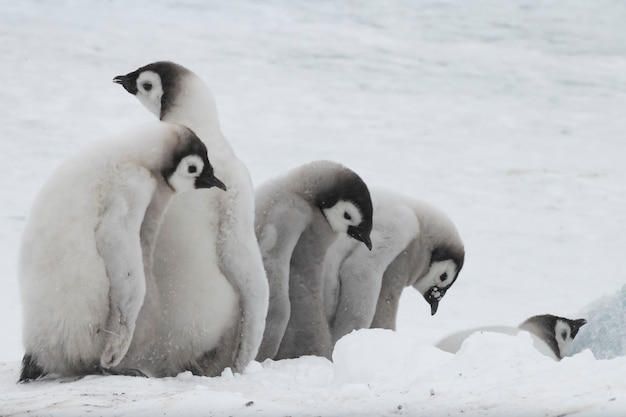 Foto filhotes de pinguins imperador em snow hill antarctica 2018