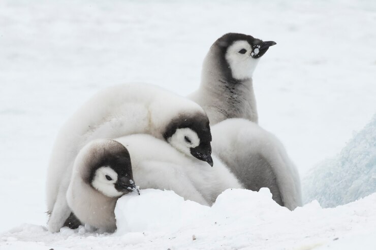 Foto filhotes de pinguins imperador em snow hill antarctica 2018