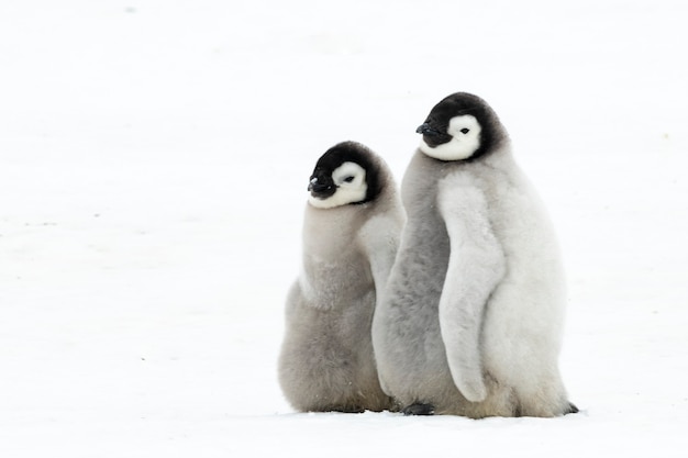 Filhotes de pinguins imperador em snow hill antarctica 2018