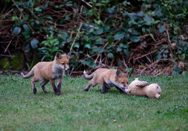 Filhotes de raposa brincando no jardim perto de sua toca