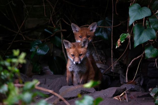 Filhotes de raposa emergindo de sua toca no jardim