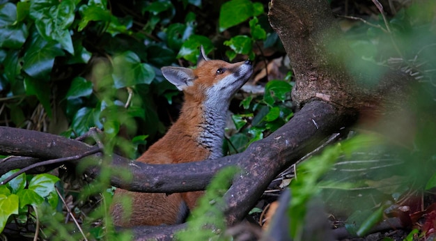 Filhotes de raposa explorando o jardim