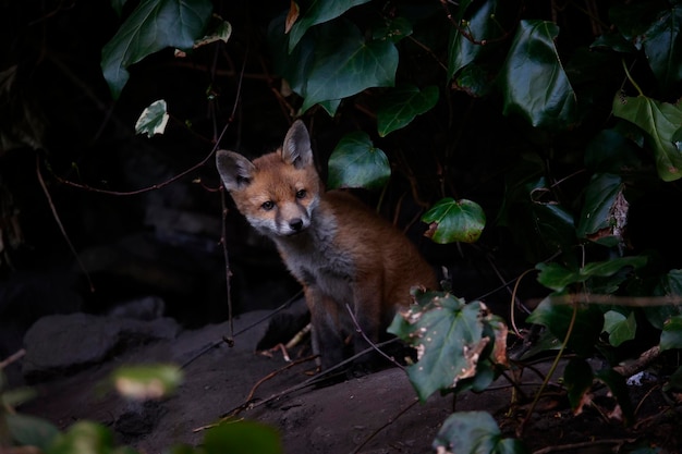 Filhotes de raposa urbana saindo de sua toca para explorar o jardim