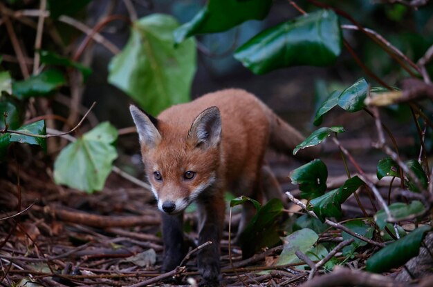 Filhotes de raposa urbana saindo de sua toca para explorar o jardim