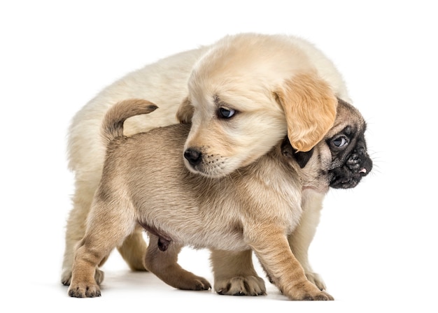 Filhotes de retriever e pug brincando juntos, isolados no branco