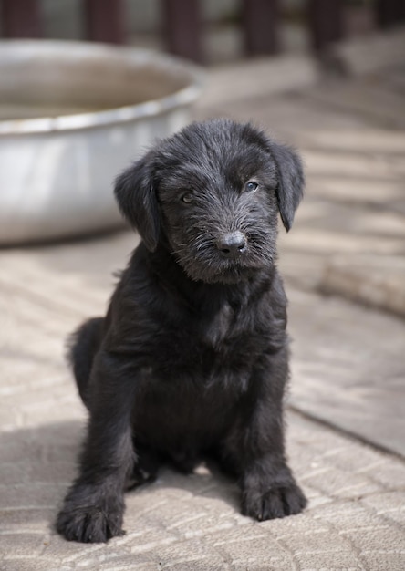 Filhotes de schnauzer padrão