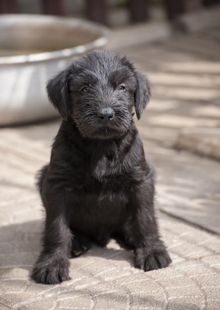 Filhotes de schnauzer padrão