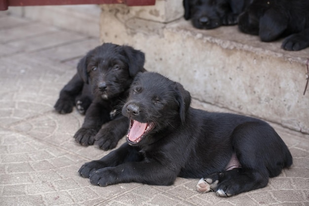 Filhotes de schnauzer padrão