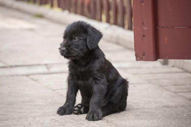 Filhotes de schnauzer padrão