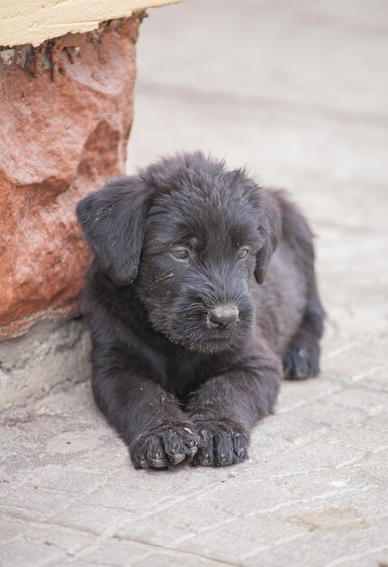 Filhotes de schnauzer padrão