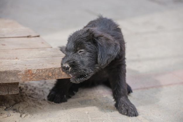 Filhotes de schnauzer padrão