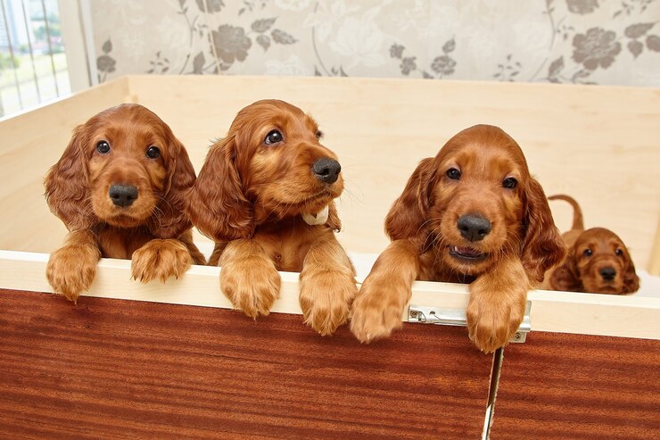 Foto filhotes de setter irlandês marrom em uma cova de madeira
