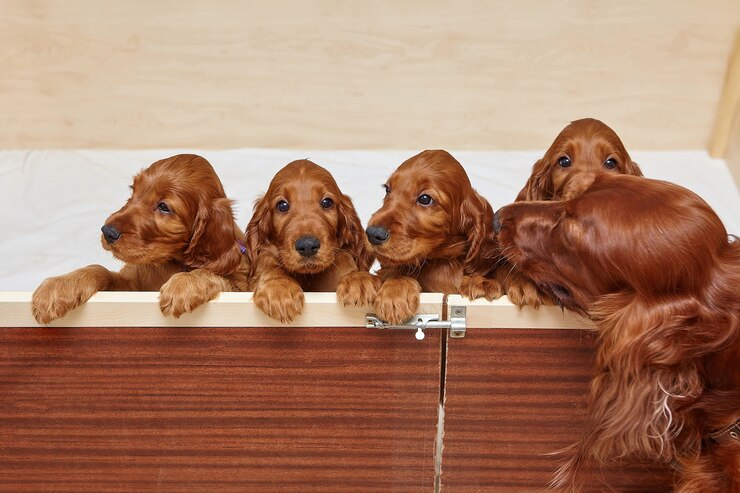 Foto filhotes de setter irlandês marrom em uma cova de madeira