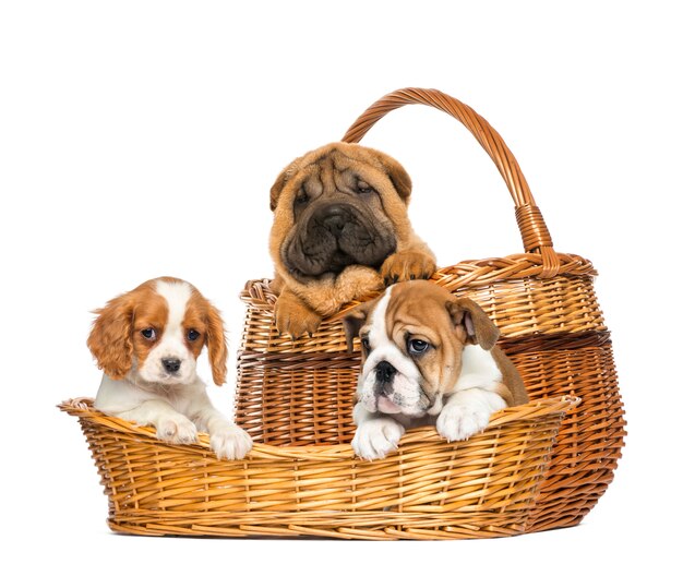 Filhotes de Sharpei, Cavalier King Charles e Bulldog Inglês