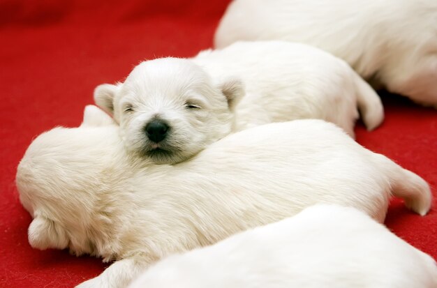 Filhotes de terrier branco fofos dormindo na cama