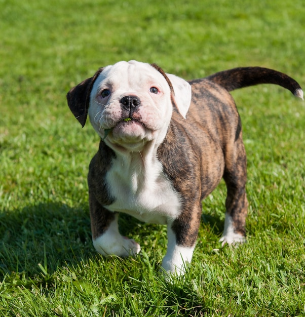 Filhotes engraçados de Bulldog Americano brincando na grama