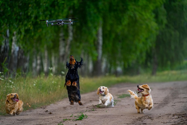 Filhotes fofos do lado de fora cães correm e pulam para pegar um drone voador dia feliz com animais domésticos em um parque