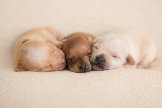 Filhotes super doces de raça pura recém-nascidos, fotografia de estúdio de dormir, fotografia de animais de estimação