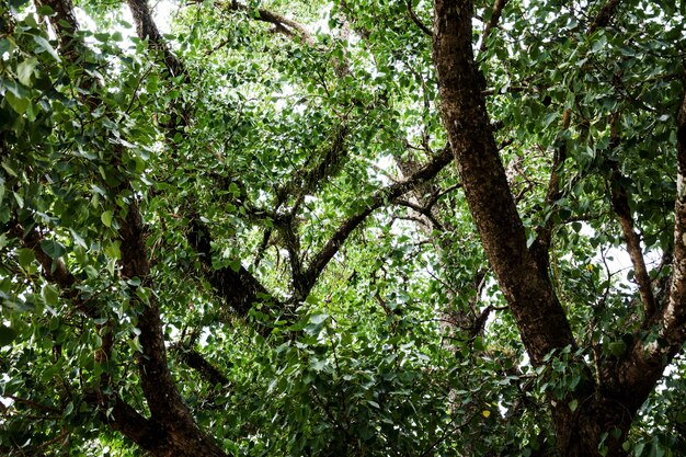 Filial coberta de videira na floresta tropical com luz brilhando