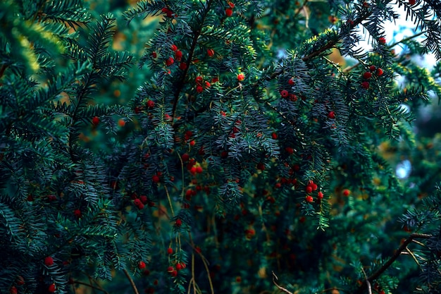 Filial Uberry. Ramo de abeto. Arbusto conífero. arbusto perene. árvore conífera