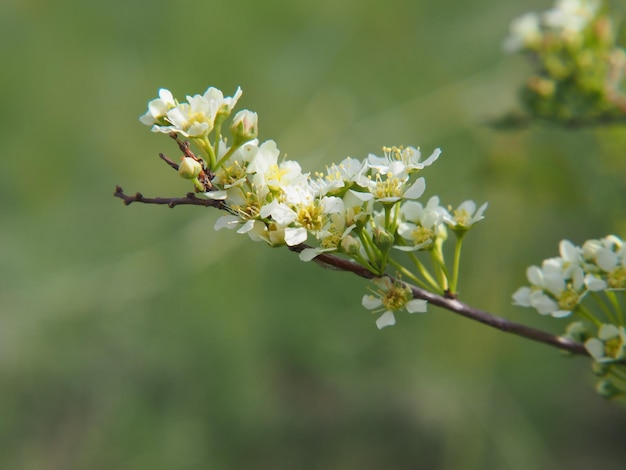 Filipendula floreciente en un prado de primavera