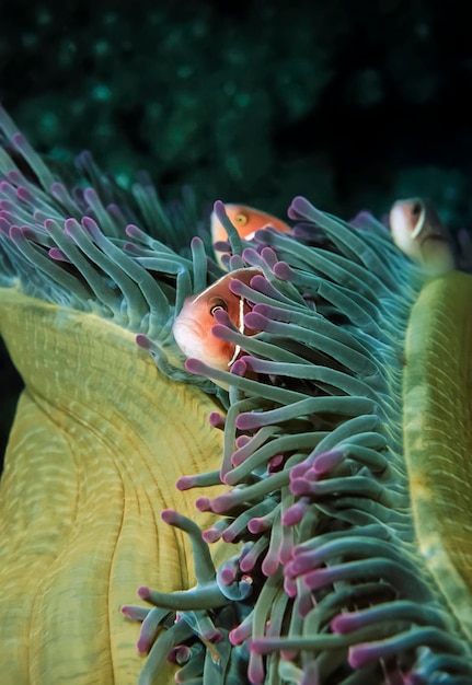 Foto filipinas, ilha de balicasag, u.w. foto, peixe-garrapa tropical em um peixe-anemona - film scan
