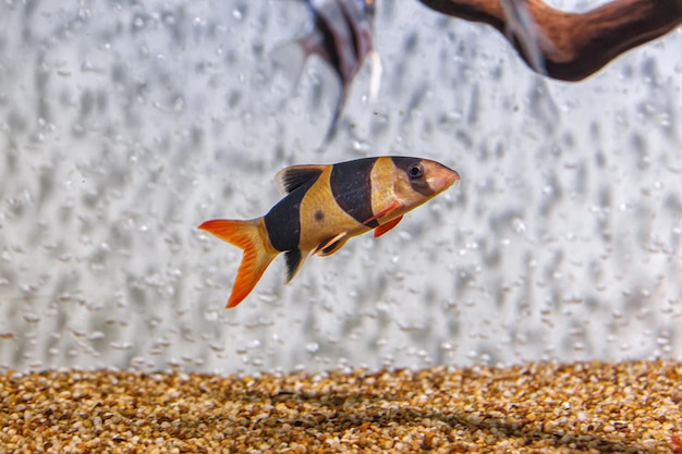 Filmación submarina de peces Chromobotia macracanthus