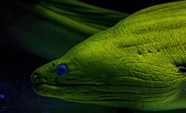 Filmación submarina de peces Gymnothorax funebris