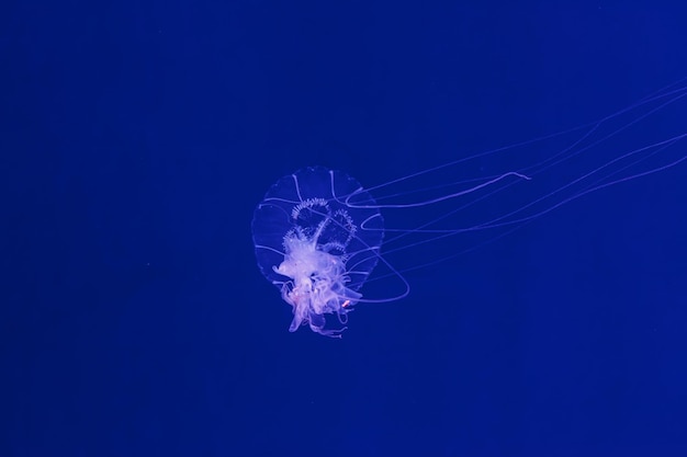 filmagem subaquática da bela água-viva Amakusa pequena Sanderia Malayensis de perto