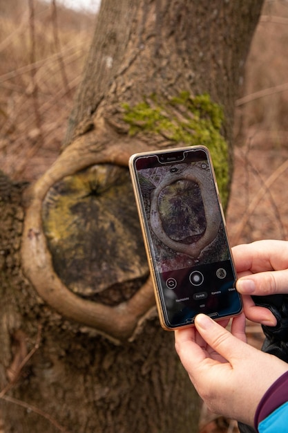 Filmando en el teléfono un árbol