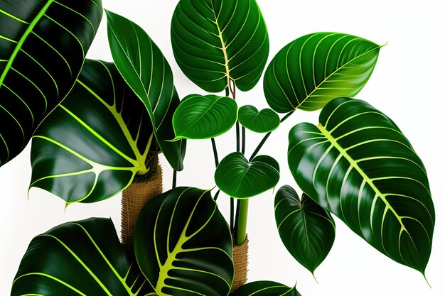 Foto filodendro de hoja dividida monstera y hojas variegadas plantas trepadoras de liana pothos de hiedra