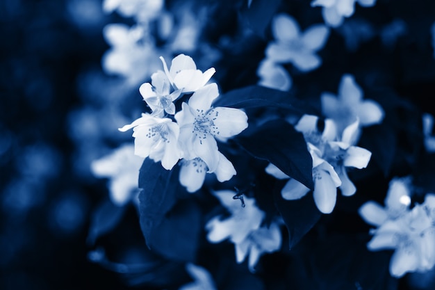 Filtro de flor de jasmim azul