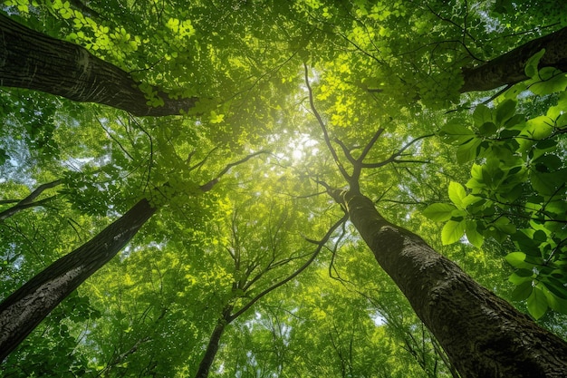 Filtros de luz solar através de árvores florestais