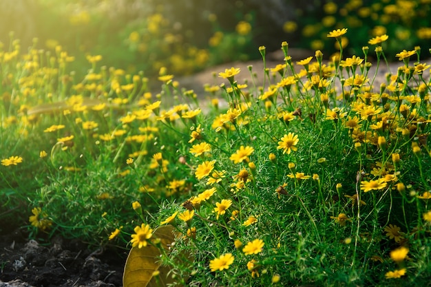 Fim amarelo bonito da flor acima.