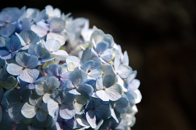 Fim azul bonito da flor da hortênsia ou do hortensia acima, flor na flor na mola.