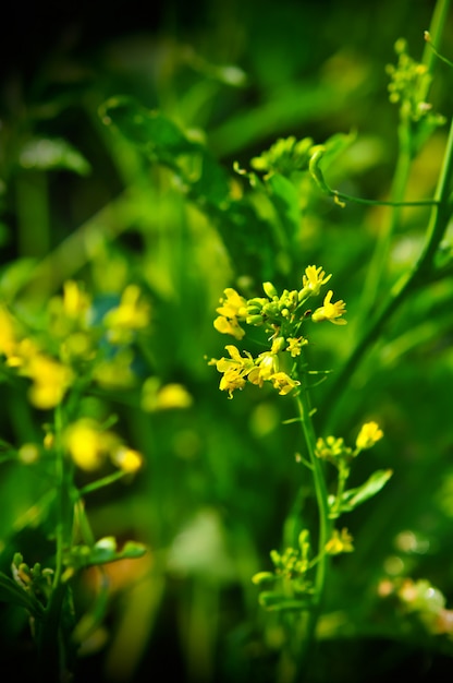 Foto fim, cima, bok, choy, soma, flor, vegetal, jardim