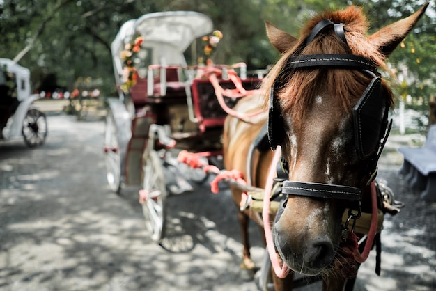 Fim, cima, carruagem, cavalo, cidade