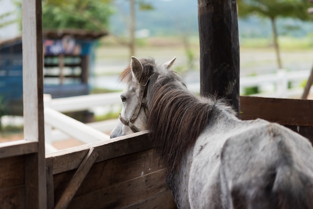 Fim, cima, cavalo, gaiola, jardim zoológico